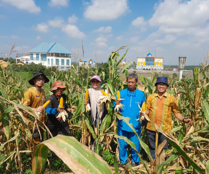 Dinas Pertanian dan Perikanan Kota Pekanbaru Ikuti Kegiatan Panen Jagung Bertahap Poktan Agro Mandiri