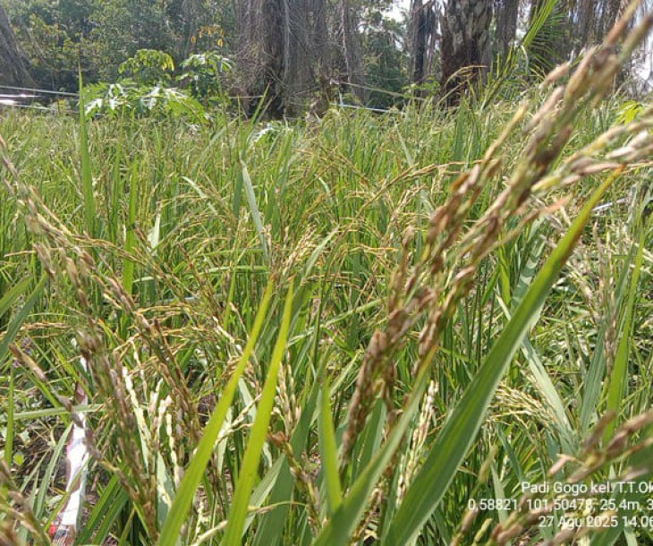 Dinas Pertanian dan Perikanan Kota Pekanbaru Laksanakan Monitoring Tanaman Padi Gogo Varietas Inpago 13 Fortiz di Poktan Cahaya Tani Terpadu