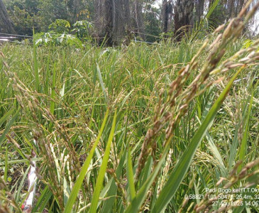 Dinas Pertanian dan Perikanan Kota Pekanbaru Gelar Panen Padi Gogo di Poktan Beringin Jaya