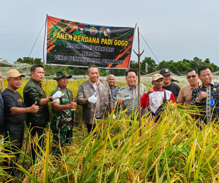 Dinas Pertanian dan Perikanan Kota Pekanbaru Gelar Panen Padi Gogo di Poktan Beringin Jaya