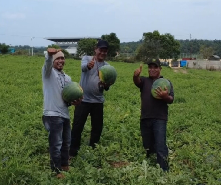 Dinas Pertanian dan Perikanan Kota Pekanbaru Gelar Panen Raya Semangka di Kelompok Tani Tetap Maju