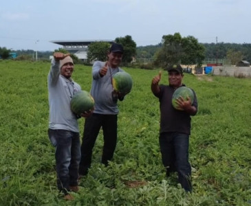 Dinas Pertanian dan Perikanan Kota Pekanbaru Gelar Panen Padi Gogo di Poktan Beringin Jaya