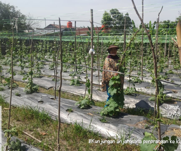 Kunjungan Anjangsana Perorangan ke Kelompok Sayur Daun Lebar