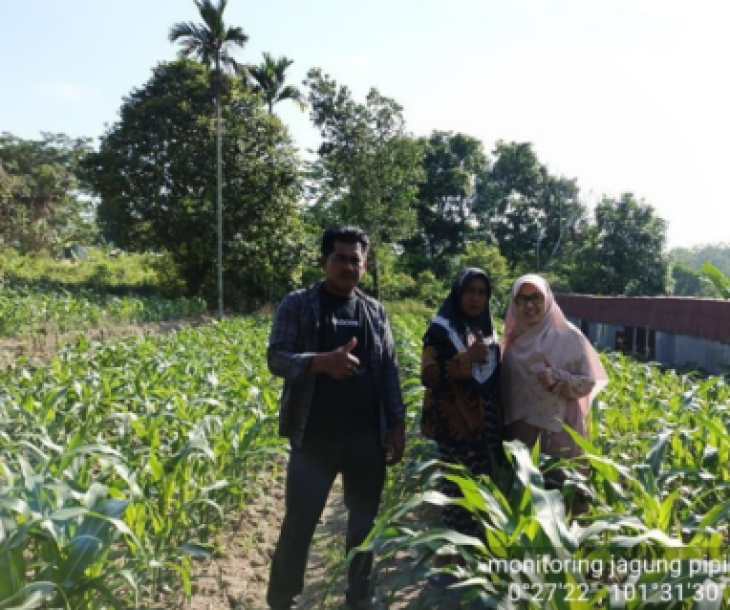 Monitoring Budidaya Jagung Pipil di Kelompok Mitra Tani