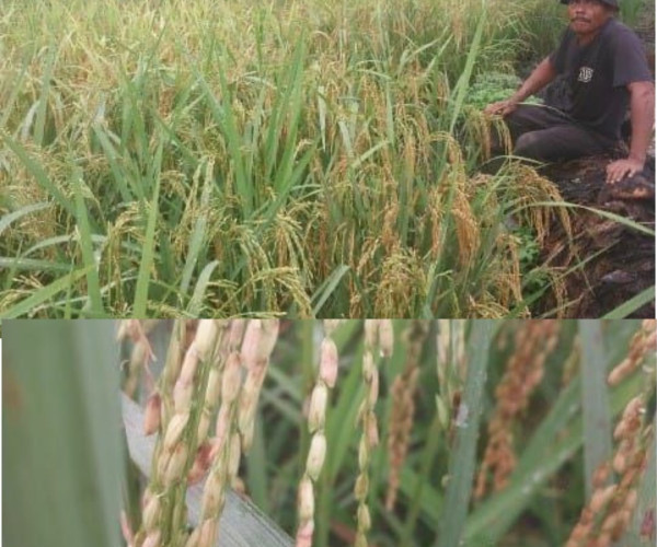 Monev Kondisi Penanaman Padi