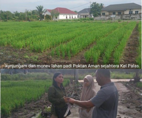 Monev Kondisi Penanaman Padi di Poktan Aman Sejahtera