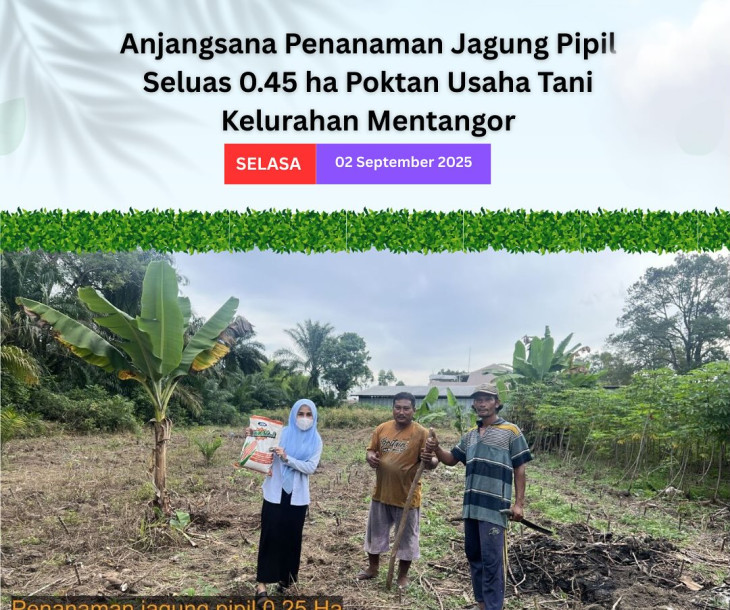 Anjangsana Penanaman Jagung Pipil di Poktan Usaha Tani