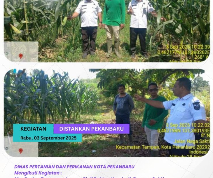 Monitoring Tanaman Jagung Pipil – Poktan Unedo