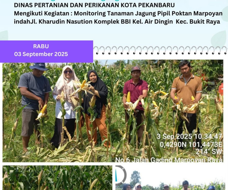 Monitoring Tanaman Jagung Pipil Poktan Marpoyan Indah