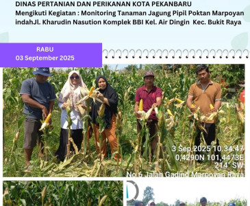 Monitoring & Anjangsana ke KWT Sankis Kurnia Jaya