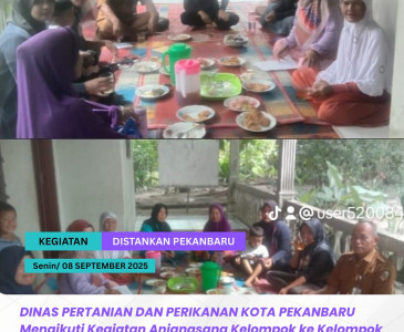 Persiapan Panen Raya Jagung Manis & Panen Semangka di Pekanbaru!