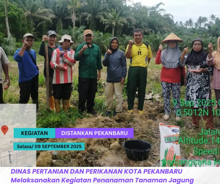 Penanaman Jagung Pipil oleh Kelompok Tani Ngudi Mulyo