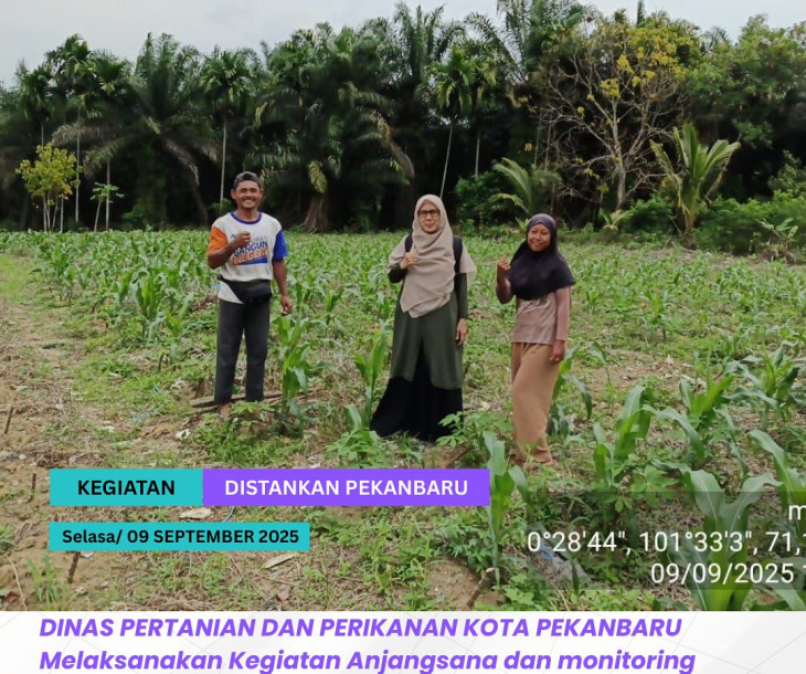 Anjangsana & Monitoring Pertumbuhan Jagung Pipil di Kelurahan Kulim, Kecamatan Kulim