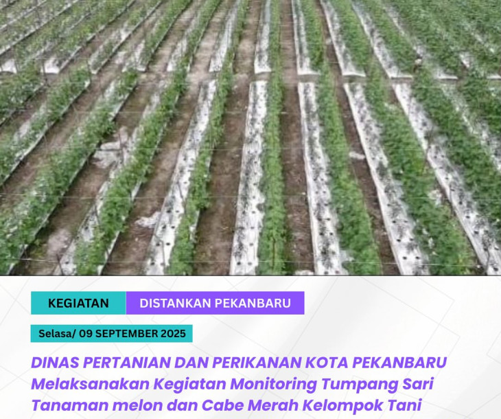 Monitoring Tumpang Sari Melon & Cabe Merah Kelompok Tani Kadiran Jaya Makmur