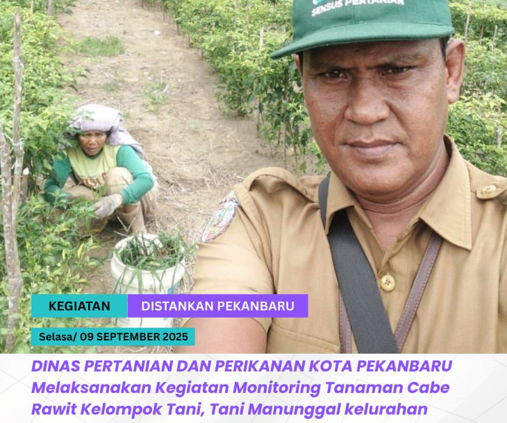 Monitoring Tanaman Cabe Rawit Kelompok Tani Tani Manunggal
