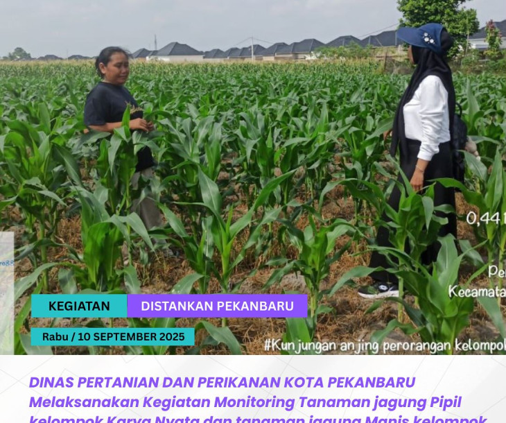 Monitoring Tanaman Jagung di Kelompok Tani Karya Nyata & Makmur Bersama