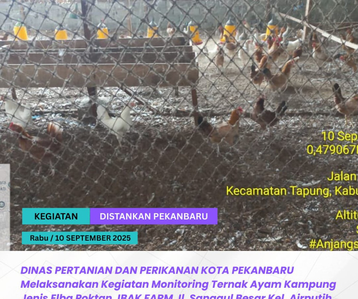 Monitoring Ternak Ayam Kampung Elba – Poktan JBAK FARM