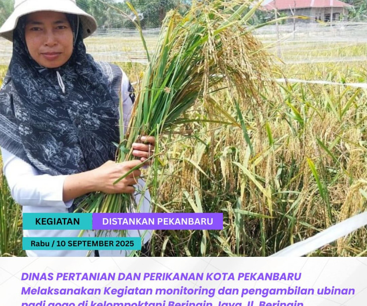 Monitoring & Pengambilan Ubinan Padi Gogo Kelompok Tani Beringin Jaya