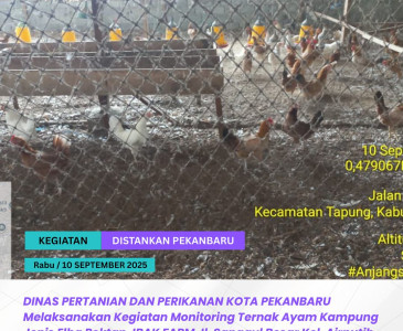 Monitoring Tanaman Jagung di Kelompok Tani Karya Nyata & Makmur Bersama