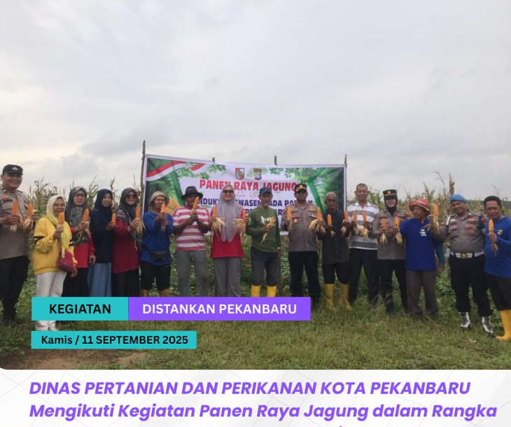 PANEN RAYA JAGUNG DI PEKANBARU