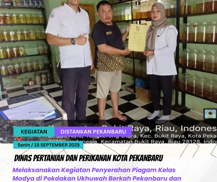 Penyerahan Piagam Kelas Madya telah dilaksanakan kepada Pokdakan Ukhuwah Berkah sebagai bentuk apresiasi atas komitmen dalam pembinaan dan pengembangan budidaya ikan hias