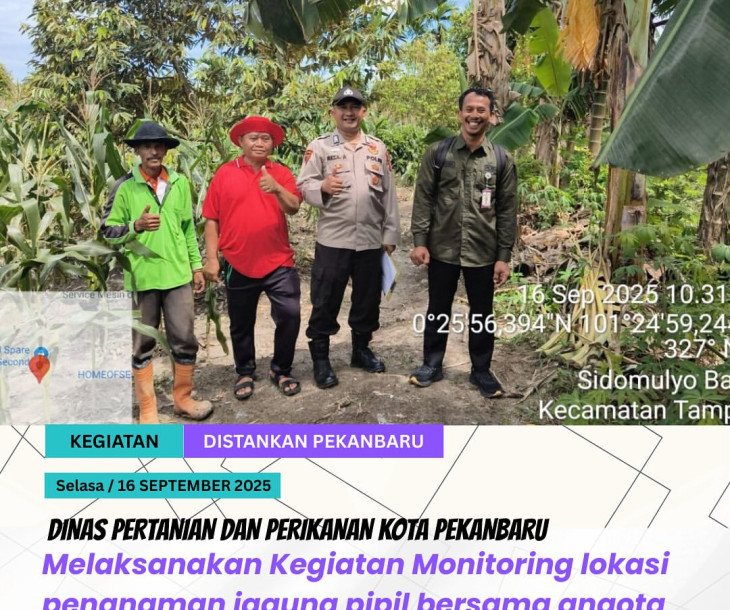 Melakukan pemantauan langsung ke lokasi penanaman jagung milik Kelompok Tani Baskara Jati