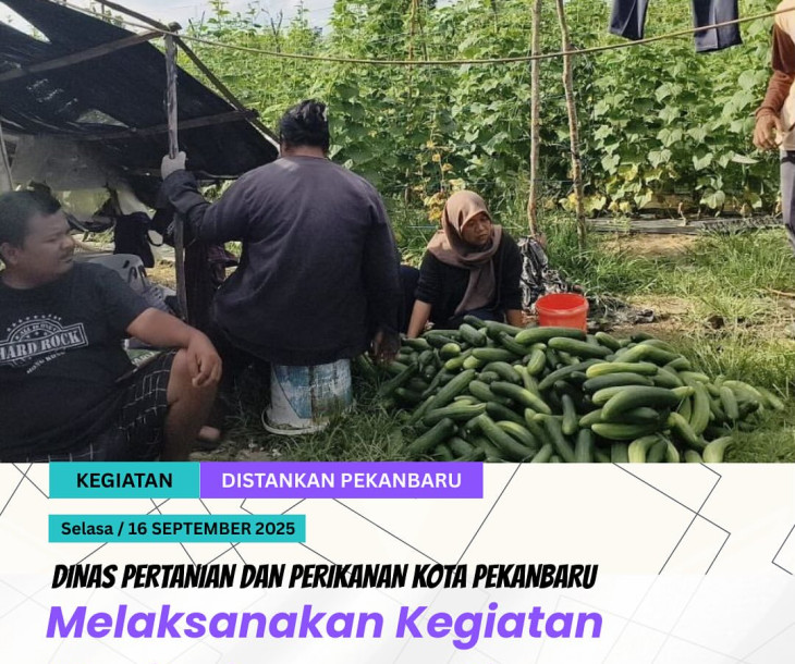 Monitoring panen timun di lahan milik Kelompok Tani Jaya Tani