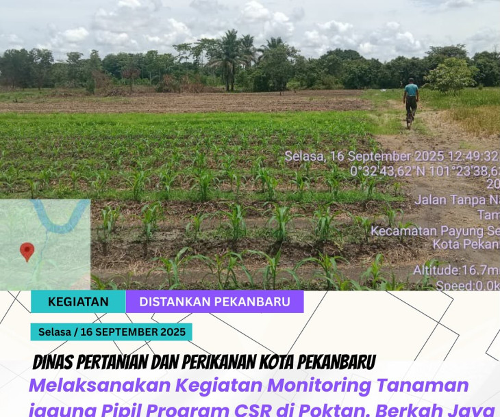 Monitoring Tanaman Jagung Pipil Poktan Berkah Jaya Makmur – Program CSR