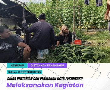 Melakukan pemantauan langsung ke lokasi penanaman jagung milik Kelompok Tani Baskara Jati