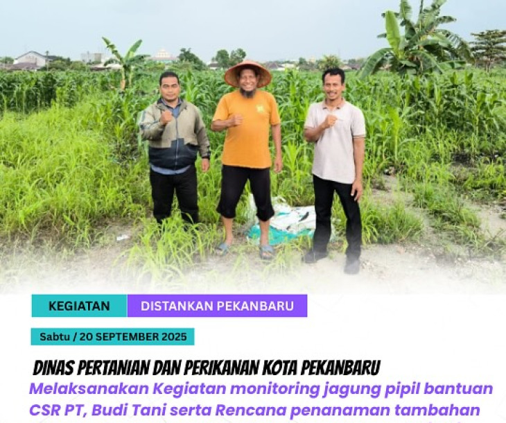 Monitoring Jagung Pipil & Rencana Perluasan Lahan CSR