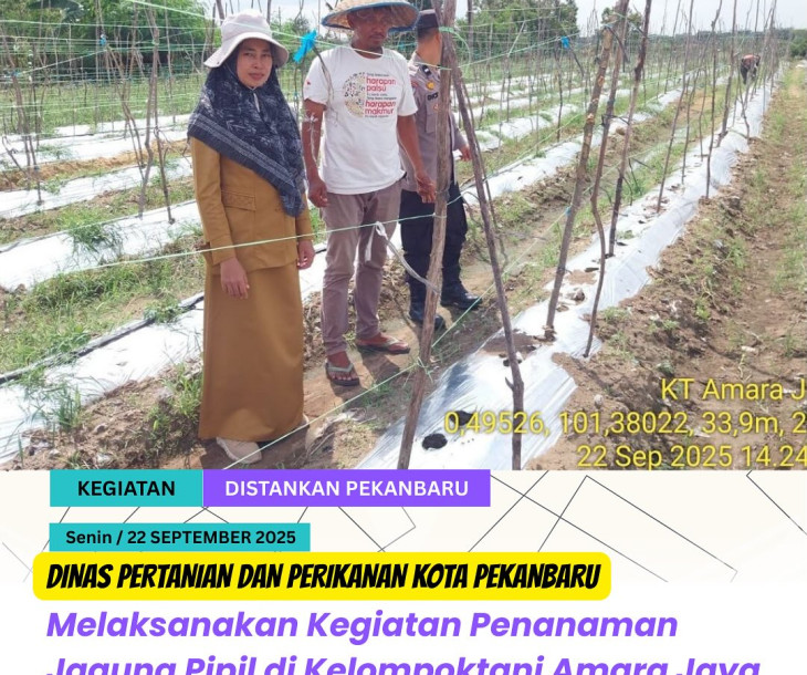 Penanaman Jagung Pipil oleh Kelompoktani Amara Jaya