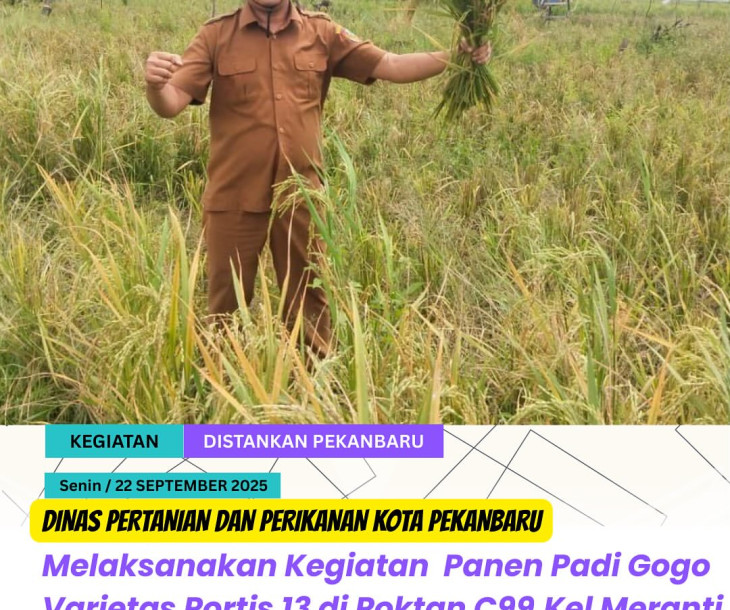 Panen Padi Gogo Varietas Portis 13 di Poktan C99