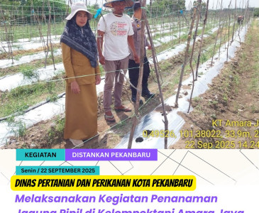 Panen Padi Gogo Varietas Portis 13 di Poktan C99