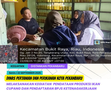 Panen Padi Gogo Varietas Portis 13 di Poktan C99