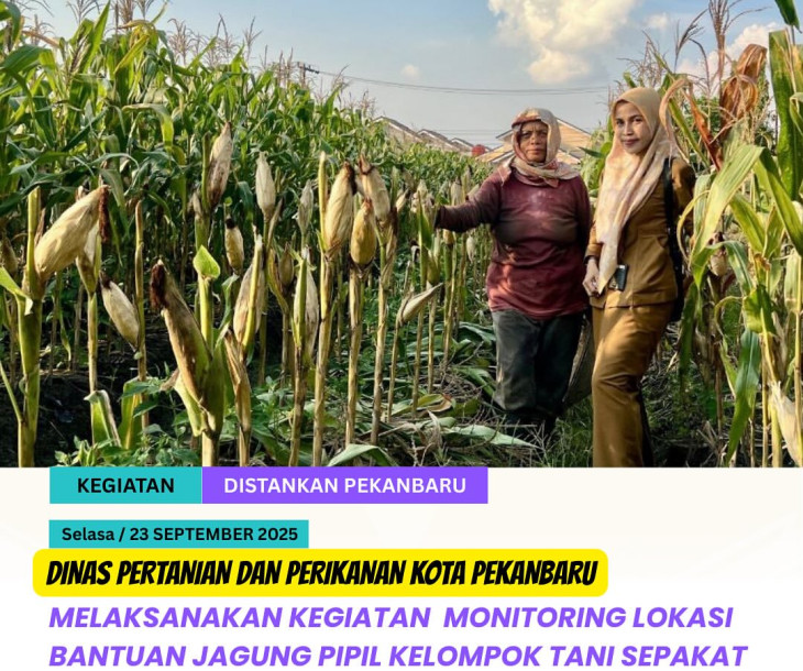 Monitoring Lokasi Bantuan Jagung Pipil Kelompok Tani Sepakat Bersama