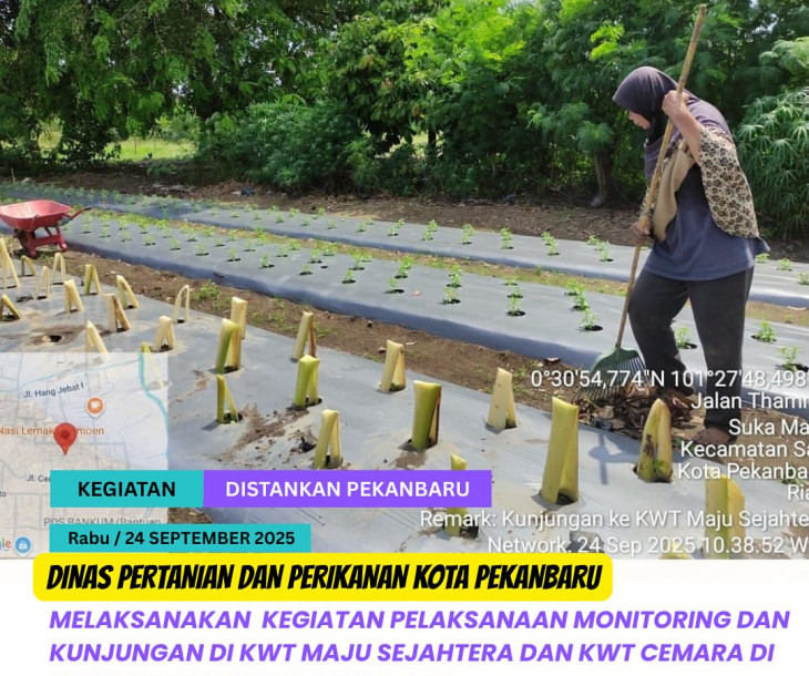 MONITORING & KUNJUNGAN KE KWT DI KELURAHAN SUKAMAJU