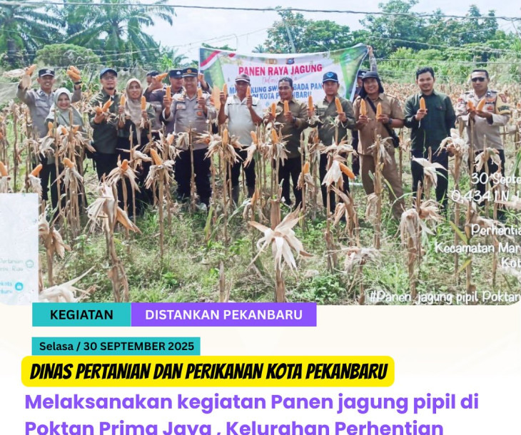 Panen jagung pipil di Poktan Prima Jaya