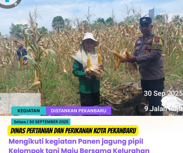 Panen Jagung Pipil Kelompok Tani Maju Bersama