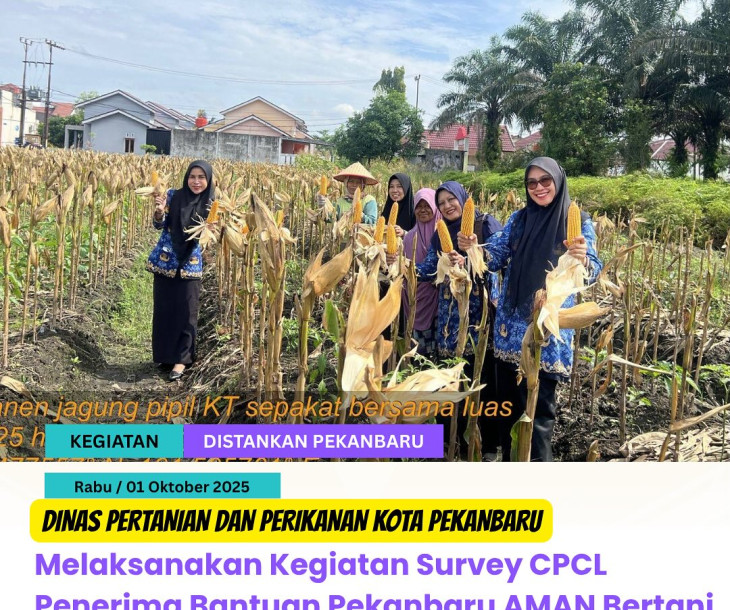 CPCL & Panen Jagung Pipil di Pekanbaru!