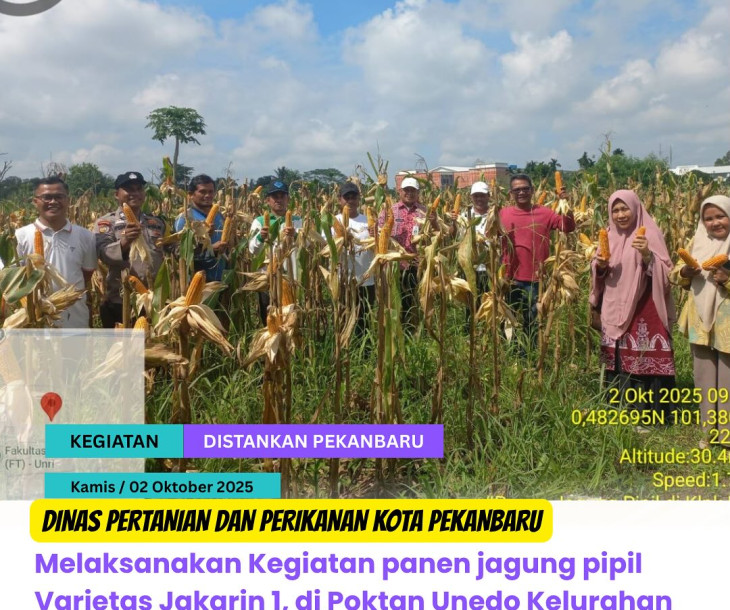 Panen Jagung Varietas Jakarin 1 di Poktan Unedo