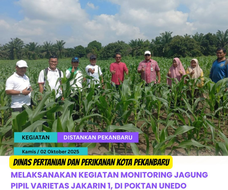 Monitoring Jagung Pipil Varietas Jakarin 1
