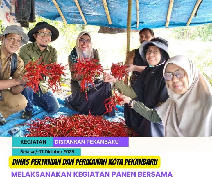 Panen Bersama Cabe Merah di Tangkerang Labuai