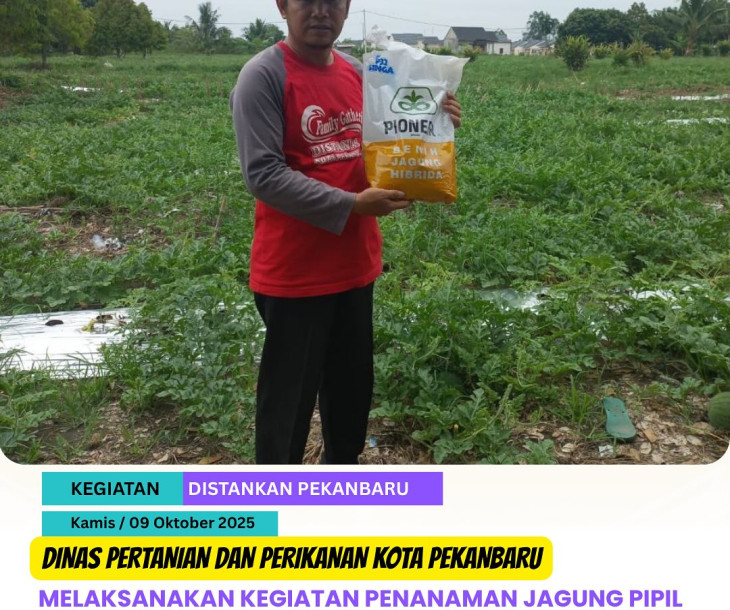 Penanaman Jagung Pipil 1 Ha oleh Kelompok Tani Amara Jaya