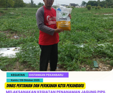 Kunjungan ke HAIL JAYA FARM - Peternakan Ayam KUB di Kota Pekanbaru