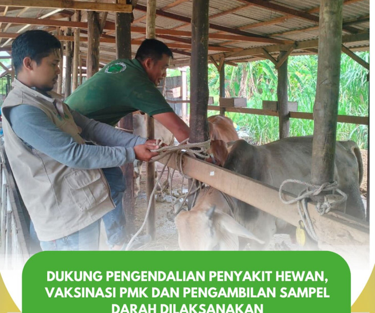 Pelaksanaan Vaksinasi PMK & Pengambilan Sampel Darah di Pekanbaru