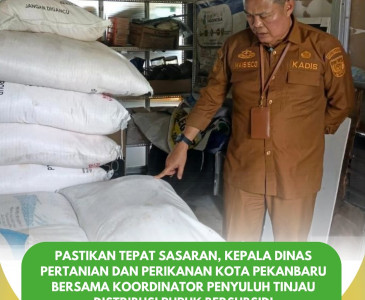 PANEN RAYA PADI DI RUMBAI TIMUR!