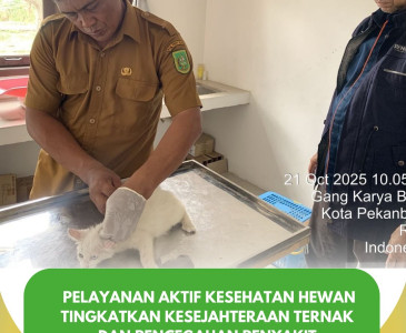 SURVEI & KUNJUNGAN PETERNAKAN KAMBING BOER