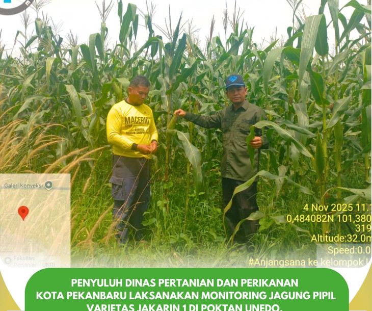 Monitoring Jagung Pipil Varietas Jakarin 1 di Poktan Unedo, Simpangbaru
