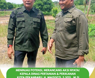 Panen Jagung Pipil di Poktan Subur Tani, Sidomulyo Timur