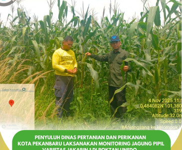 Panen Jagung Pipil di Poktan Subur Tani, Sidomulyo Timur